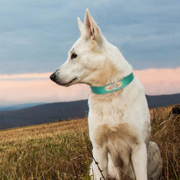 Coleira de couro personalizada para cachorro